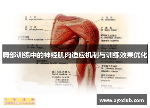 肩部训练中的神经肌肉适应机制与训练效果优化