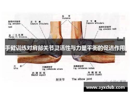 手臂训练对肩部关节灵活性与力量平衡的促进作用